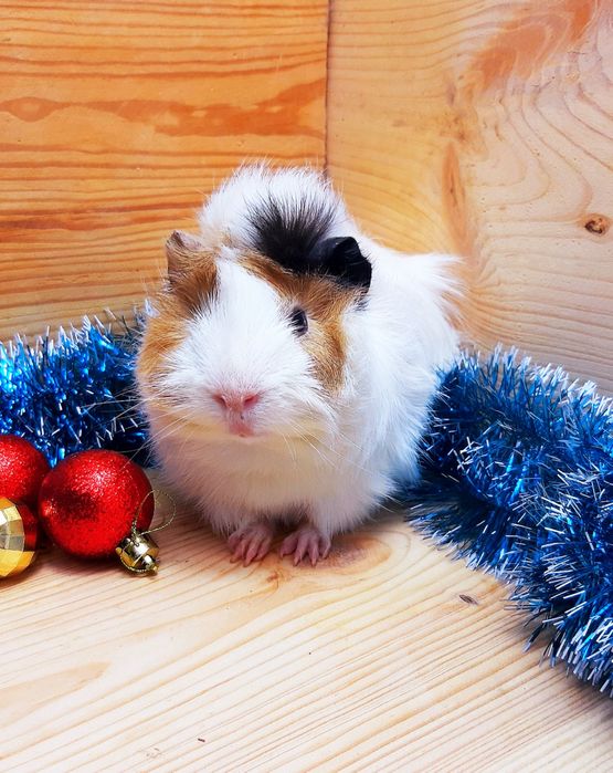 Морская свинка,морська свинка,морские свинки,морські свинки