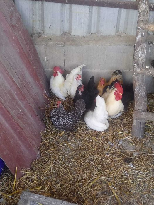 ovos férteis de galinhas de varias raças, pavões e patos por encomenda