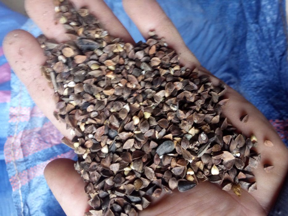 Sprzedam Słonecznik gryka