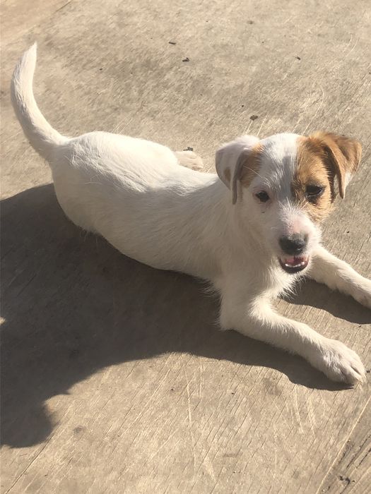 Породний Джек Рассел тер‘єр