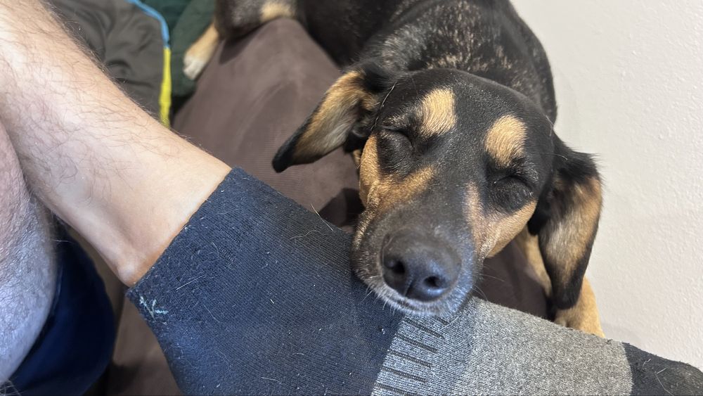 Oddam sunie 3 letnią