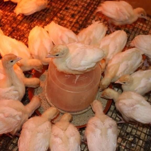 Індик біг -6 та корм