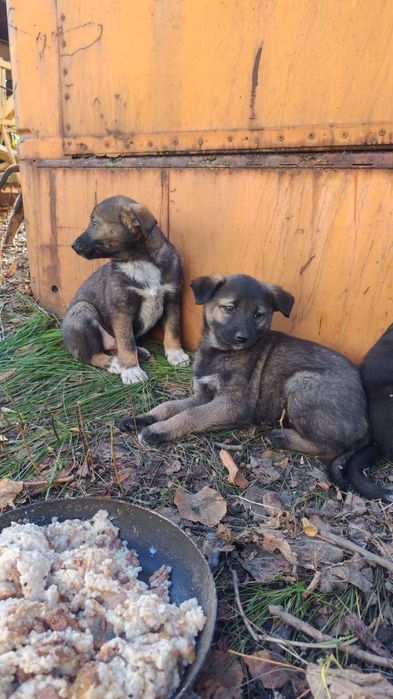 Щенки на выбор, добрым людям