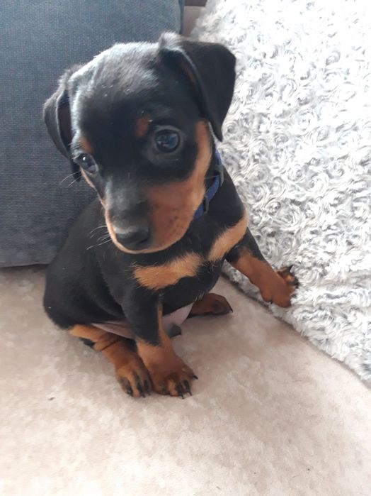 Милі цуценята цвергпінчера шукають свою люблячу родину