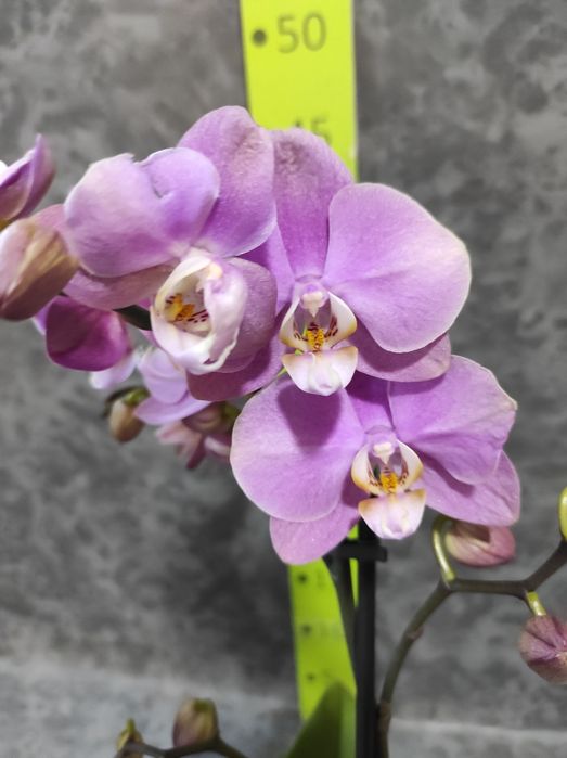 Орхідеї , фаленопсис, відцвіташки