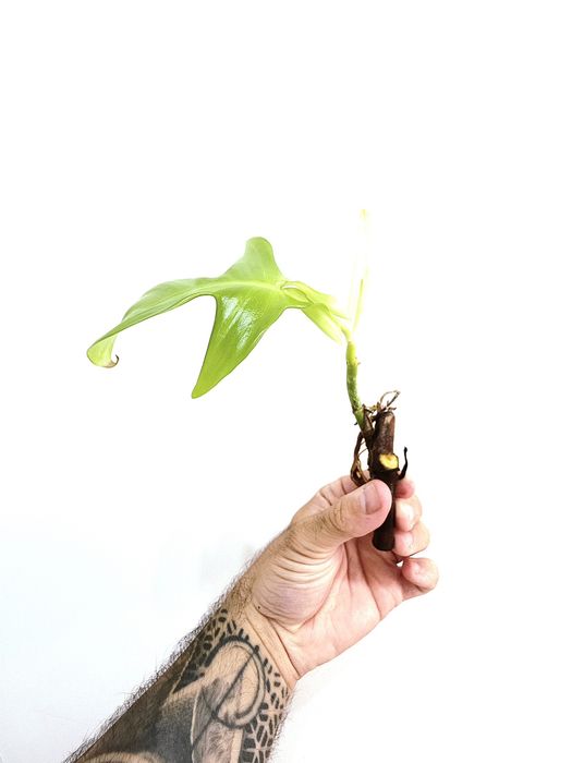 Philodendron Florida Ghost