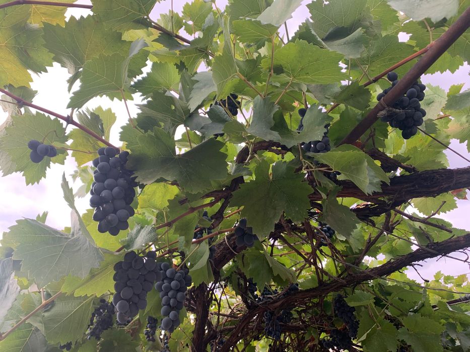 Продаю виноград: «Молдова», «Днестровский розовый», «Кудерка».