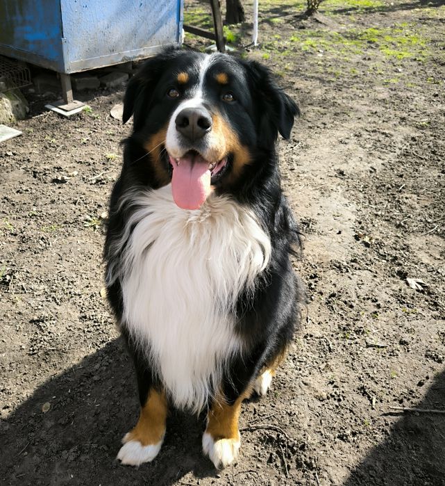 В'язка Бернський Зененхунд