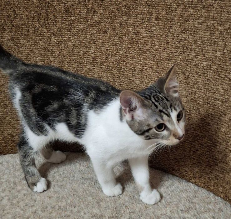 Котенок ищет семью. Котик бесплатно. Кот. Котята даром