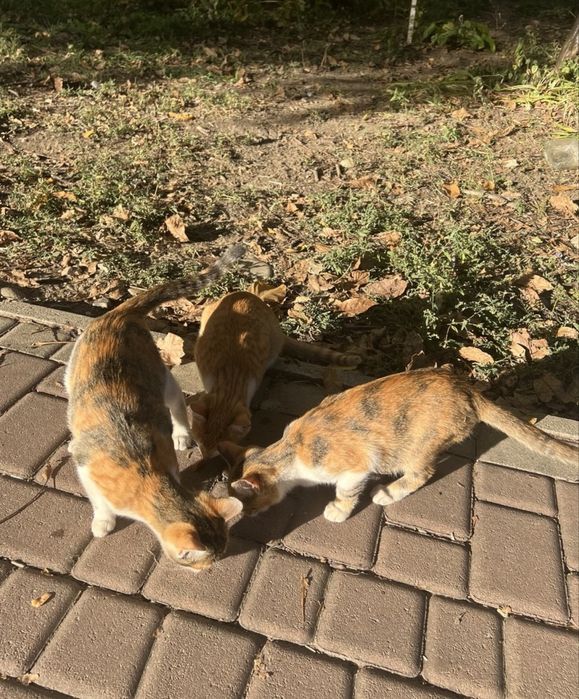 Котики 3 місяці (2 дівчинки та хлопчик)