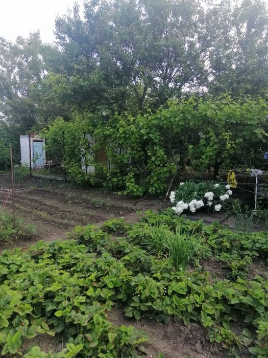 Продається дачна ділянка з будинком
