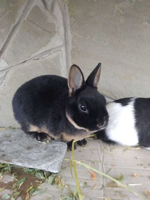 Мутоновий кролик