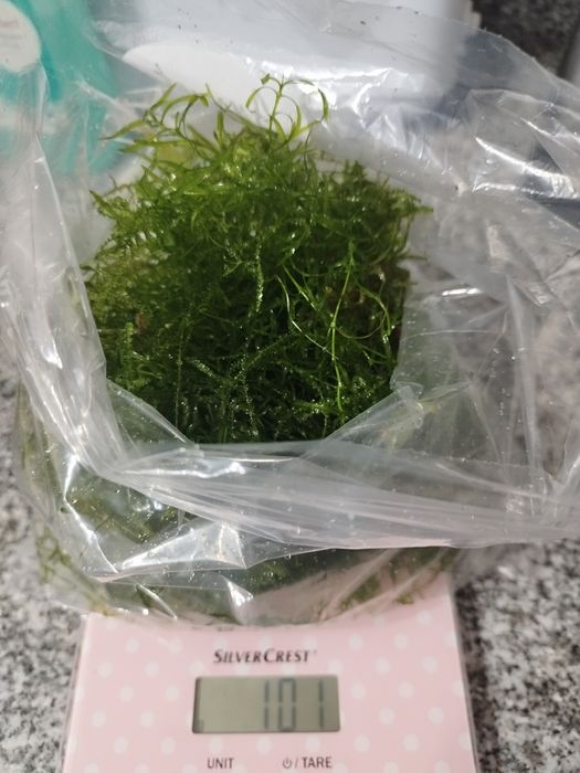 Musgo de java de fácil expansão