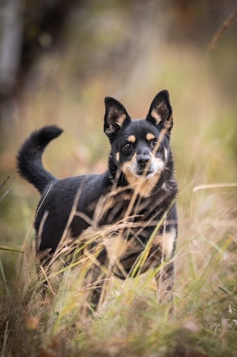 Przeuroczy, kochany mały kundelek do adopcji! Uratuj psiego seniora