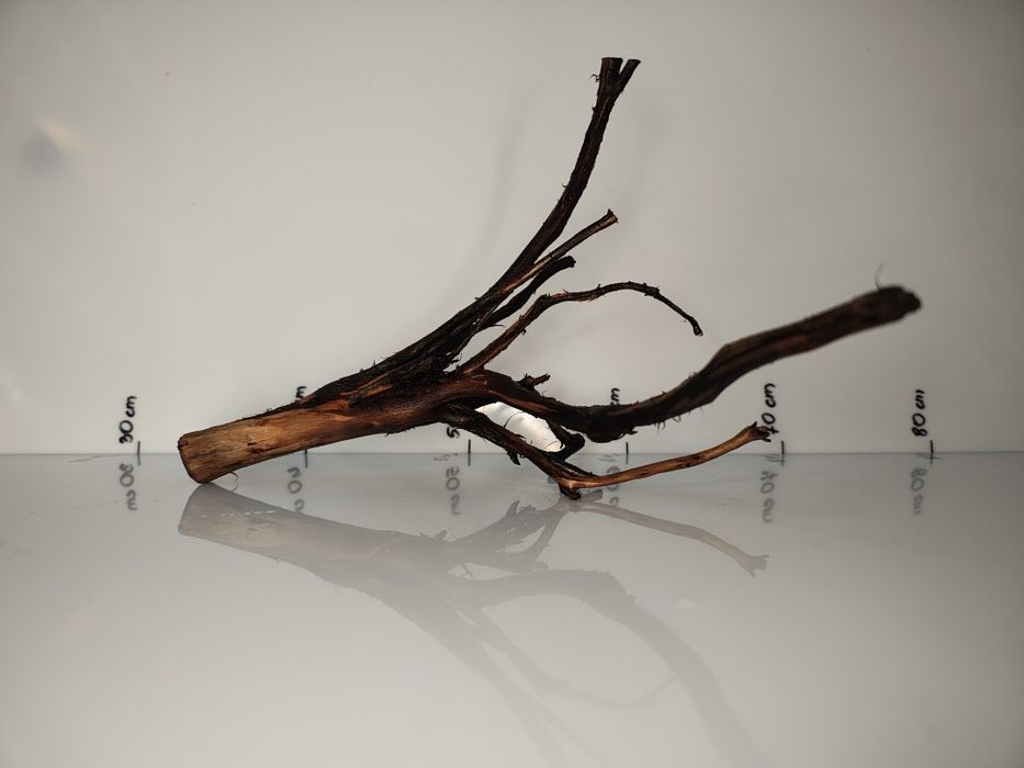 Korzeń nr 1  akacjowy Akwarystyka