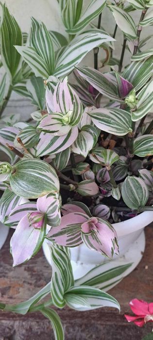 Свої домашні квіточки.