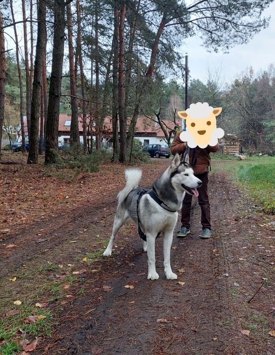 Husky Syberyjski Oddam CZYTAJ OPIS  samiec niekastrowany rodowód
