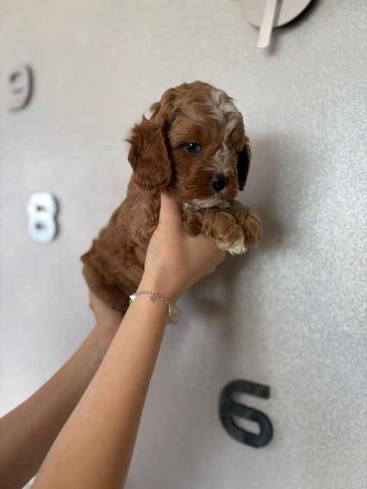 *** Cavapoo śliczny***