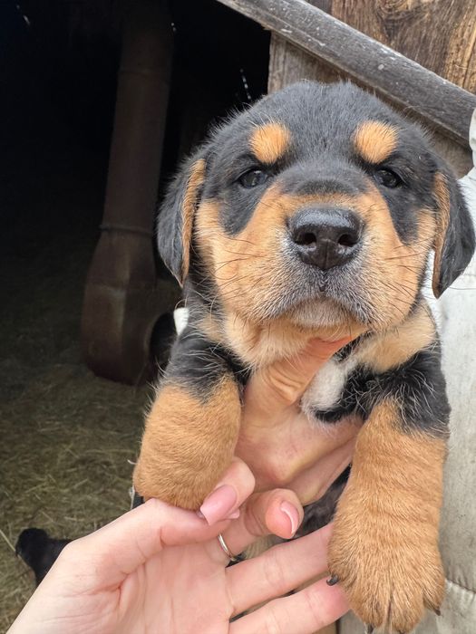 Małe pieski szukają domu