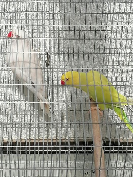 Pássaro ringneck