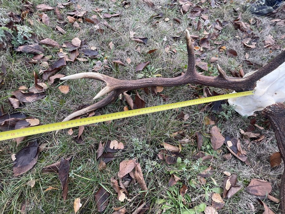 Trofeum wieniec jelenia 12-stak nieregularny poroże łoś nr 6