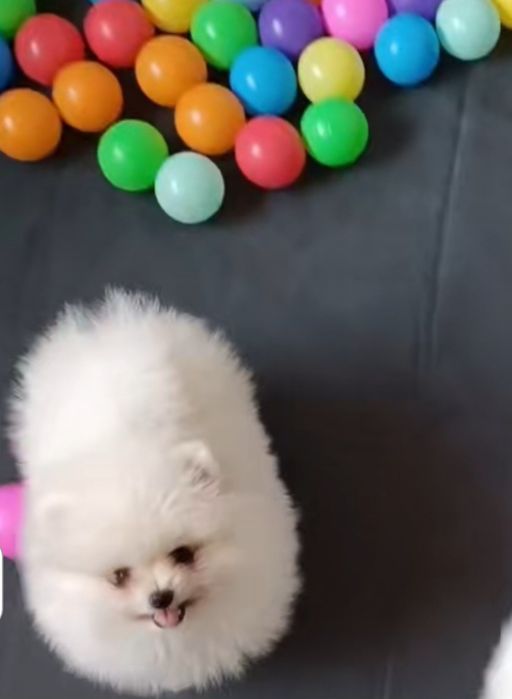 Spitz lulu Pomerânia macho branco neve C/Pedigree
