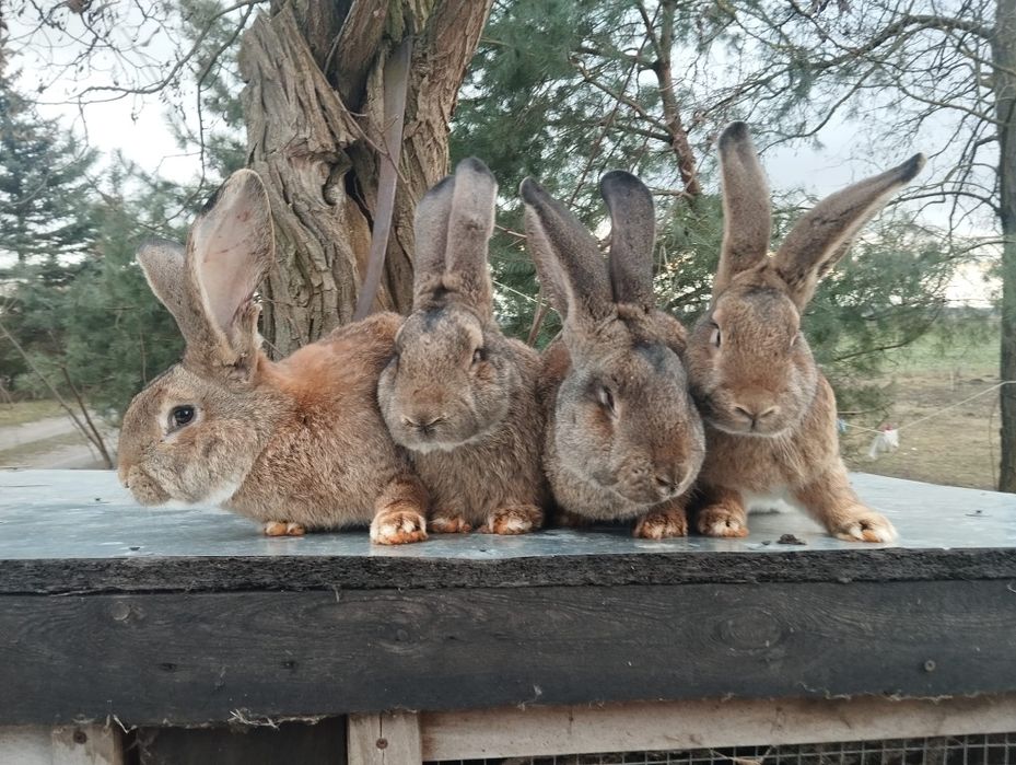 Piękne Króle Belgi