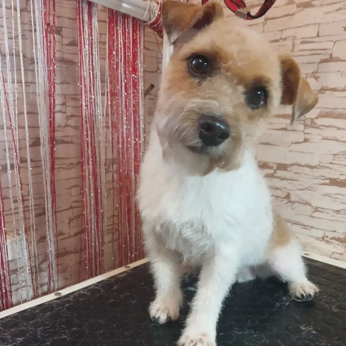 Грумінг. Холодна гора