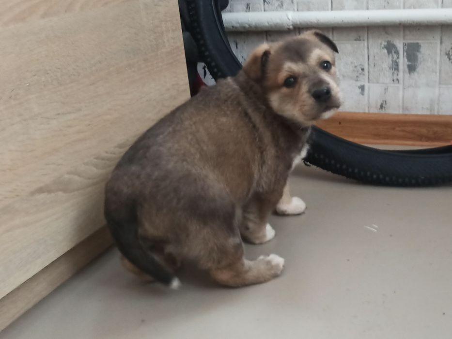 Отдам щенков в хорошие руки. Мальчики.  #щенок #щенки #цуценя #песик