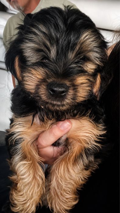 Yorkshire Terrier Macho
