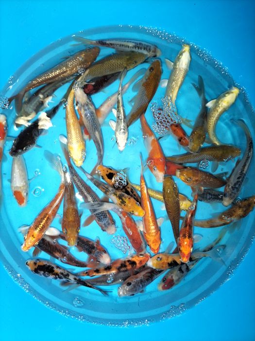 Carpas Koi  + 15 cm