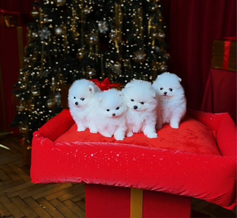SUPER VIP mini щенки белые померанские шпицы. Щенок померанец шпиц