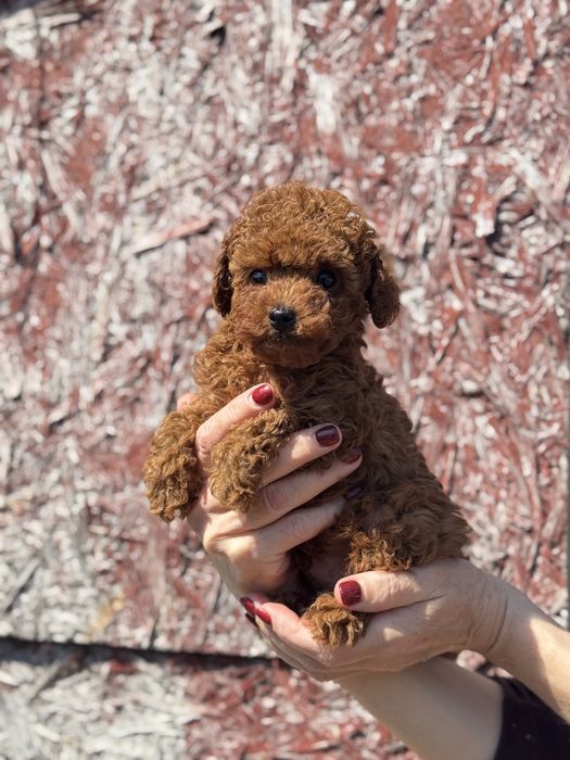 Мальтипу той пудель кукольный