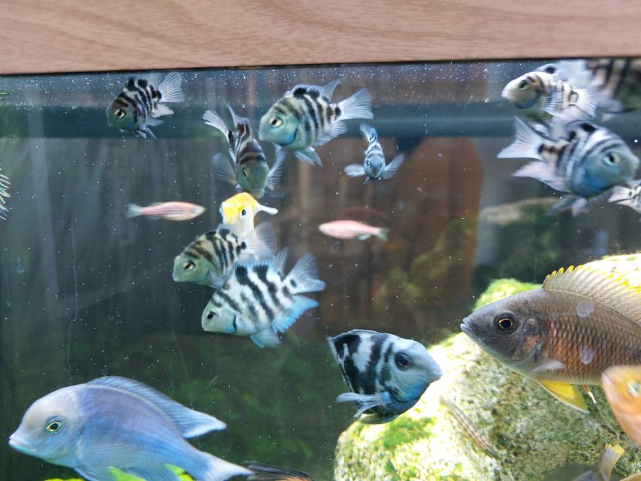 рыбки аквариумные цихлиды: попугай синий тигр юлидохромис  голубой Аки