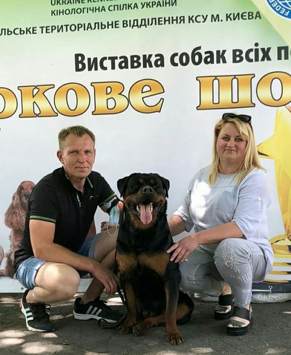 Породна дівчинка ротвейлера.