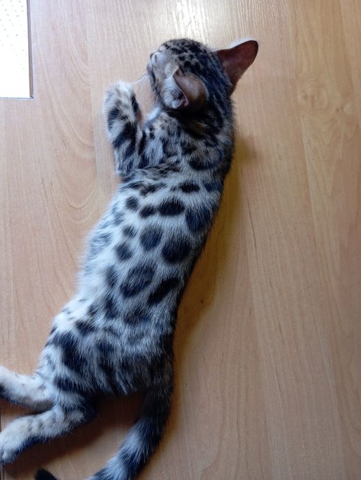 Бенгальский мальчик