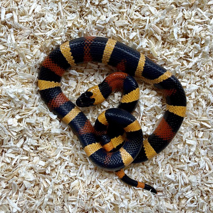 Waz mleczny Lampropeltis polyzona Campbelli mlode