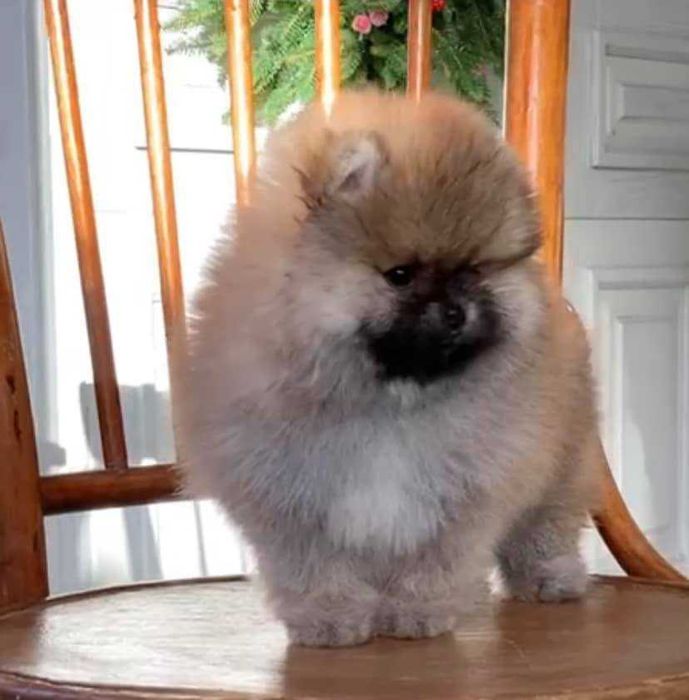 Spitz Alemão Anão/ Lulu da Pomerânia LARANJA com LOP AFIXO