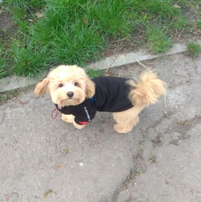 Хлопчик мальтипу вязка