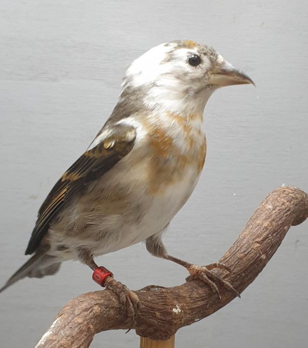 Samice bastardów z różnych połączenia