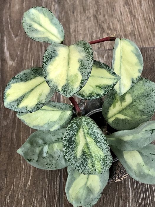 Hoya cv. Argentea “Princess”. Хойя.: 2 000 грн. - Комнатные