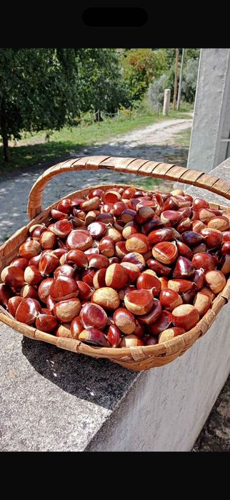 Castanhas de trás os montes