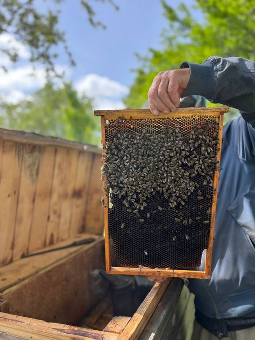 Бджолині  пакети