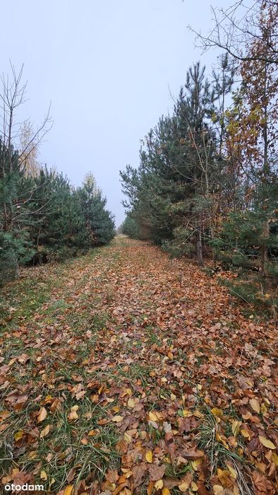Działka 21900 m² - Widok 4