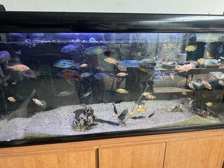 Aquario completo 150x70x50