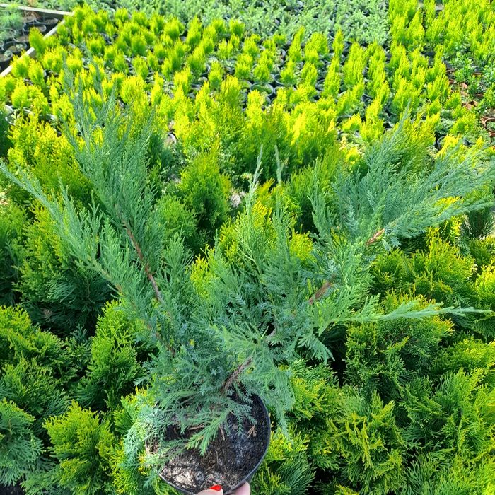 Туя смарагд,сосна Пуміліо, Альберта Глоб,Коніка