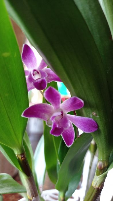 Орхидея Dendrobium delacourii-750;дендр.Берри Ода-250гр.