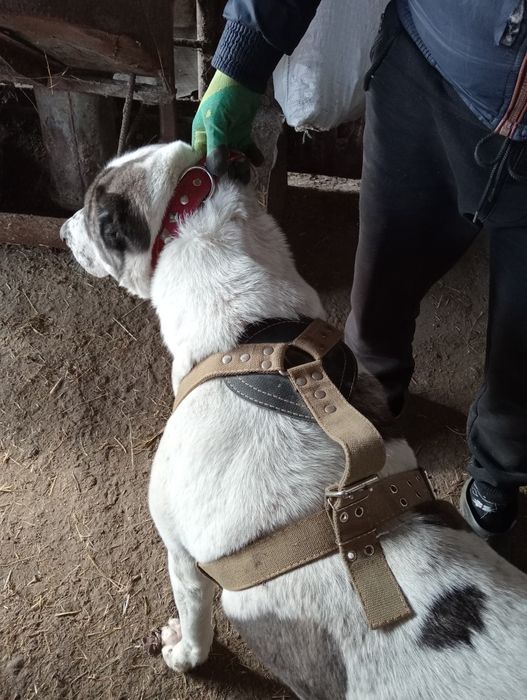 Собака породи алабай