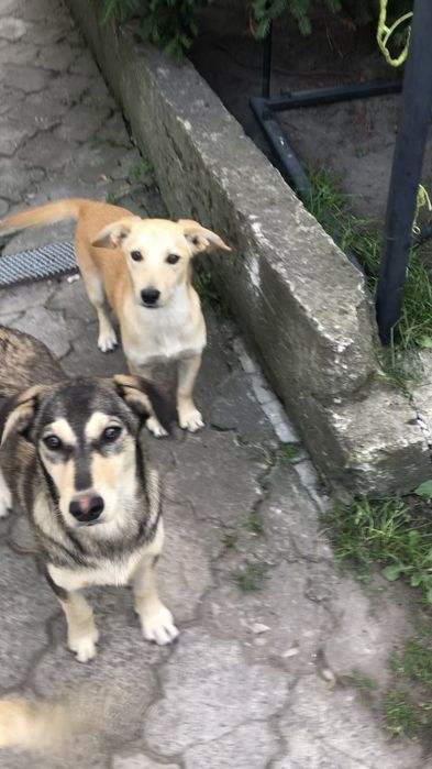 Дівчатка в добрі руки