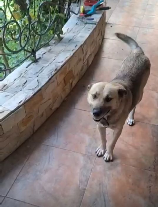 Ищет дом и семью!